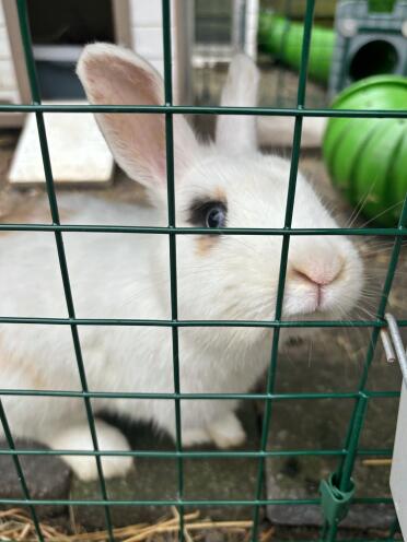 Curious bunny in the Zippirun.