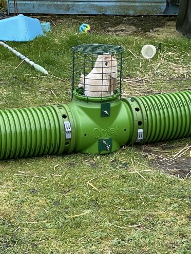Up periscope