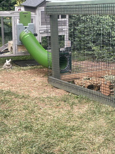 My bunnies love it.