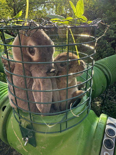 Gnome and bumblebee love to get leaves in the lookout tower