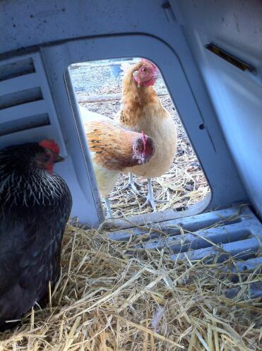 Betty and marGo look on as little lucy lays her very first egg!