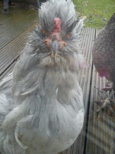 Araucana hen (pretty girl!)