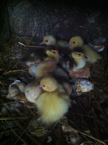 chocolate muscovy ducklings