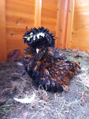 Gold laced frizzle poland hen