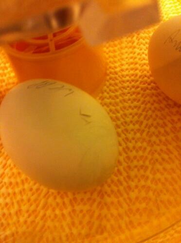 polish egg incubating