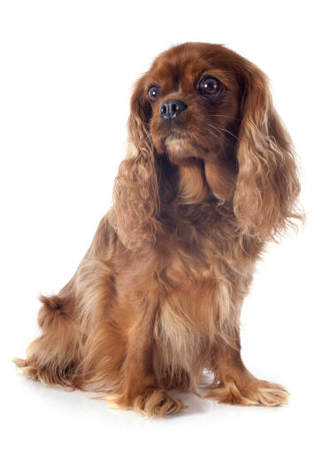 A young cavalier king charles spaniel sitting to attention
