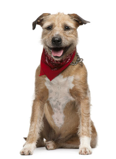 A happy griffon fauve de bretagne with a scarf around his neck