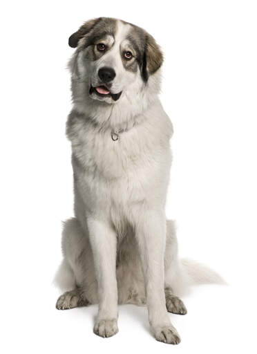 An adult pyrenean mountain dog sitting tall, waiting for some attention