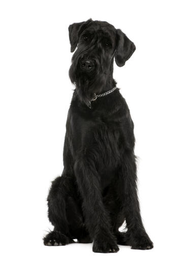 Giant-schnauzer-white-background