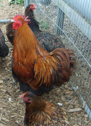 Chickens outside in run