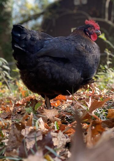 Black Copper Maran