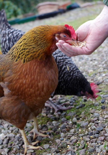Our girls love their corn at 4pm