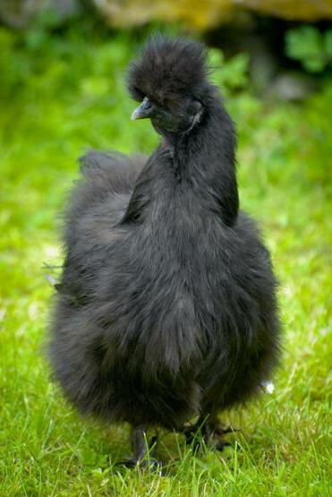 Black Silkie Hen