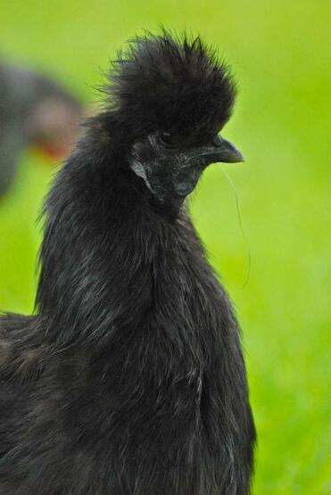 Black Silkie Hen