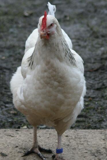 Chicken in garden