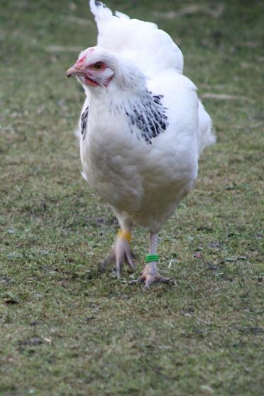 Chicken in garden