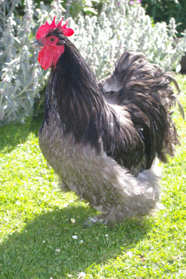 Blue orpington chicken posing in the garden