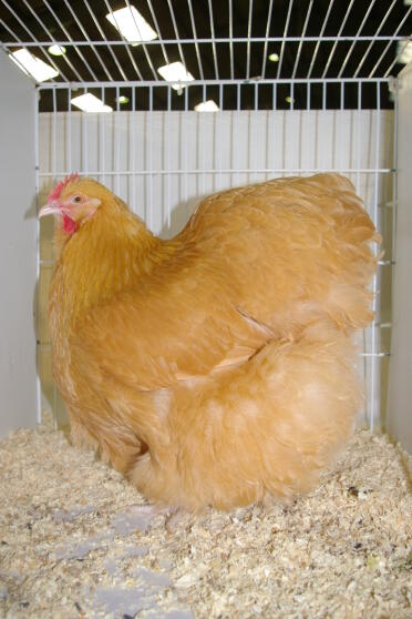 Chicken in cage