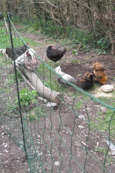 Keeping even the appenzellers in their place... so far!