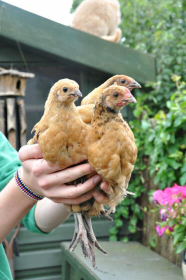 Three being held in hand