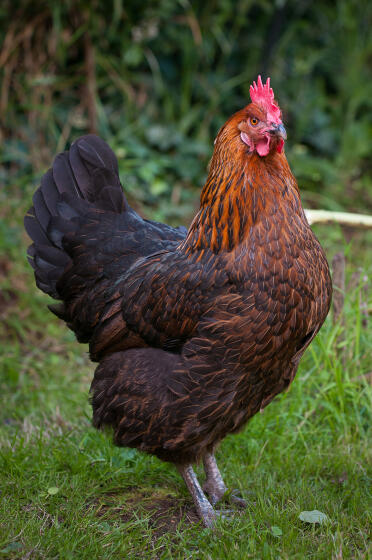 Anja - 8 years old and a proud bird!