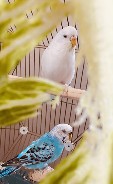 Pepper and Klaus chillin’ in their Geo