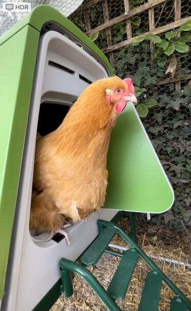 Blousey didn’t want to get out of her new Omlet this morning