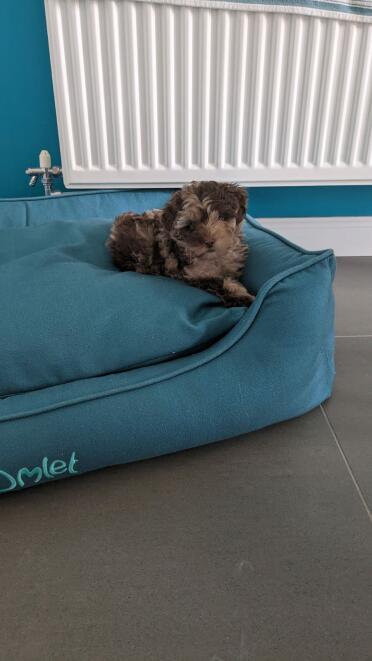 Perfect for snuggling!
