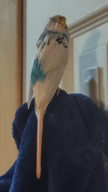 I'm Turk. I just had my bath! 