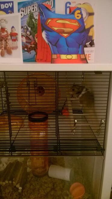 Gimli loves his new home!