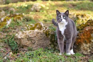 Cat in garden