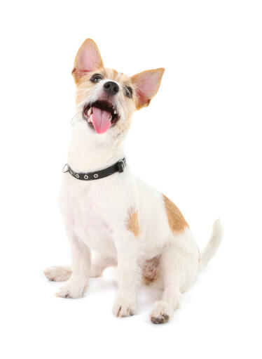 A playful little jack russell terrier ready to spend some time with its owner