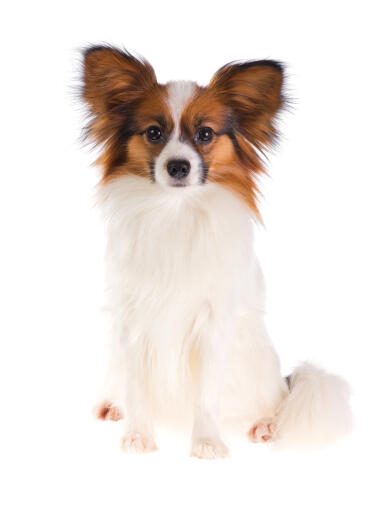 A fluffy papillon with a well groomed coat