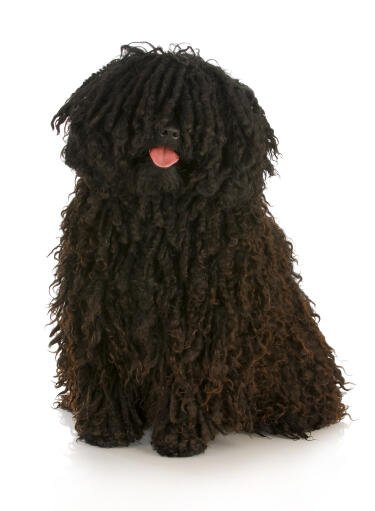 A lovely adult puli with a healthy, brown corded coat