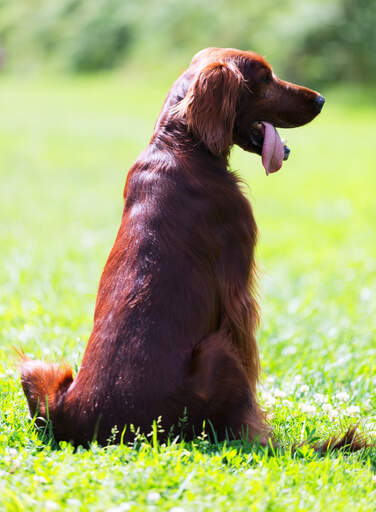 A irish setter with a beautiful red coat, sitting neatly