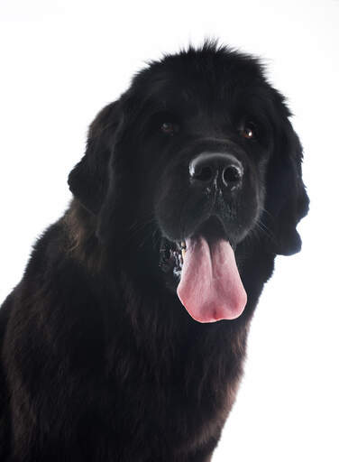 A close up of newfoundland's floppy ears and great big tongue