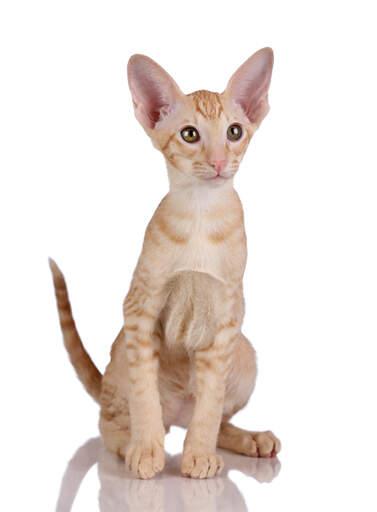 A lovely ginger tabby oriental kitten