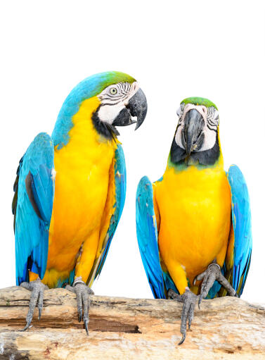 Two beautiful blue and yellow macaws on a perch