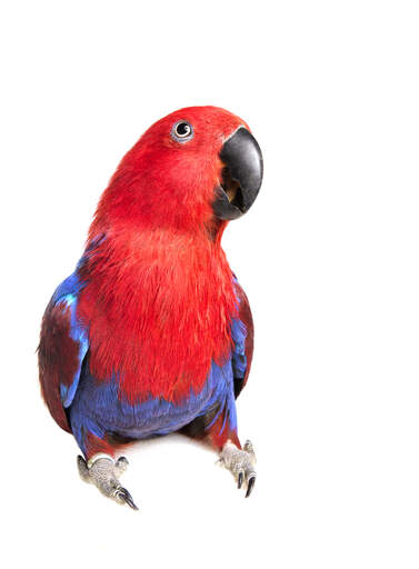 A beautiful eclectus parrot with a big, black beak