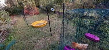 A garden with lots of chicken keeping equipment in it.