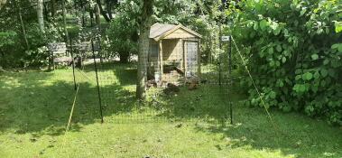A chicken fencing installed in a garden, around a tree and a chicken coop