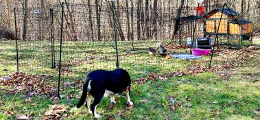 Omlet fence as run with poultry netting. Billy guards his hens.