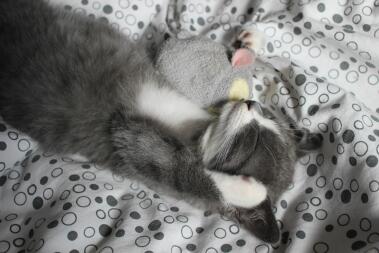 Cat sleeping with toy