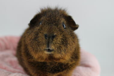 Guinea pig