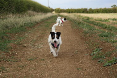 Toby getting some exercise 