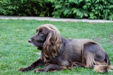 My working cocker spaniel 