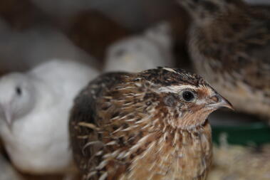 Male Coturnix Quail