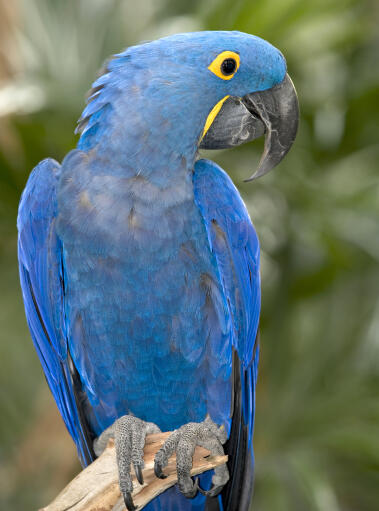 A hyacinth macaw's beautiful blue feather pattern