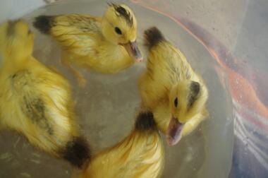 ducklings