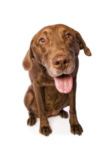 The loving face of a chesapeake bay retriever